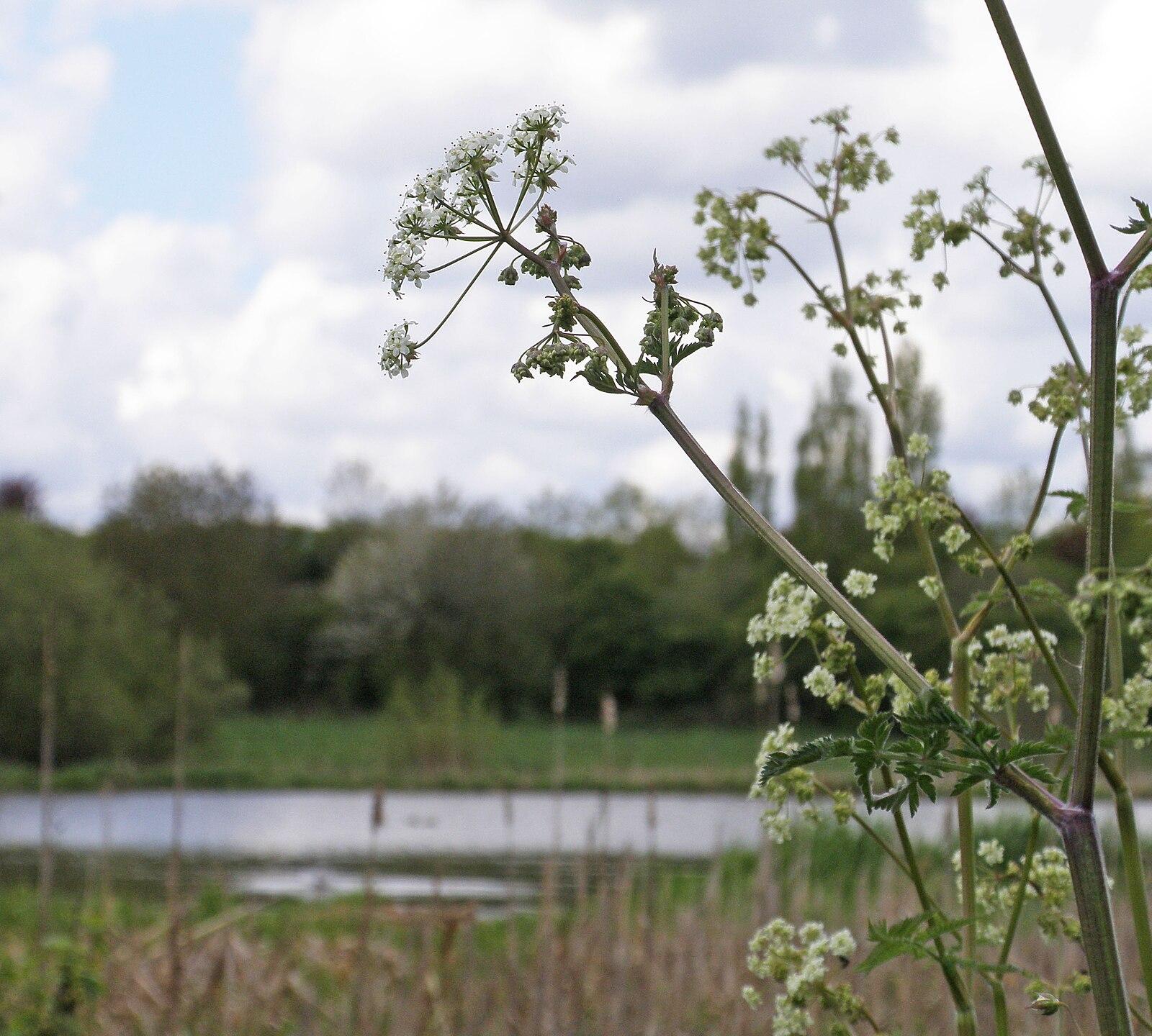 Coventry's Other River. The Sowe Bedworth to Longford Park Bedworth Sloughs