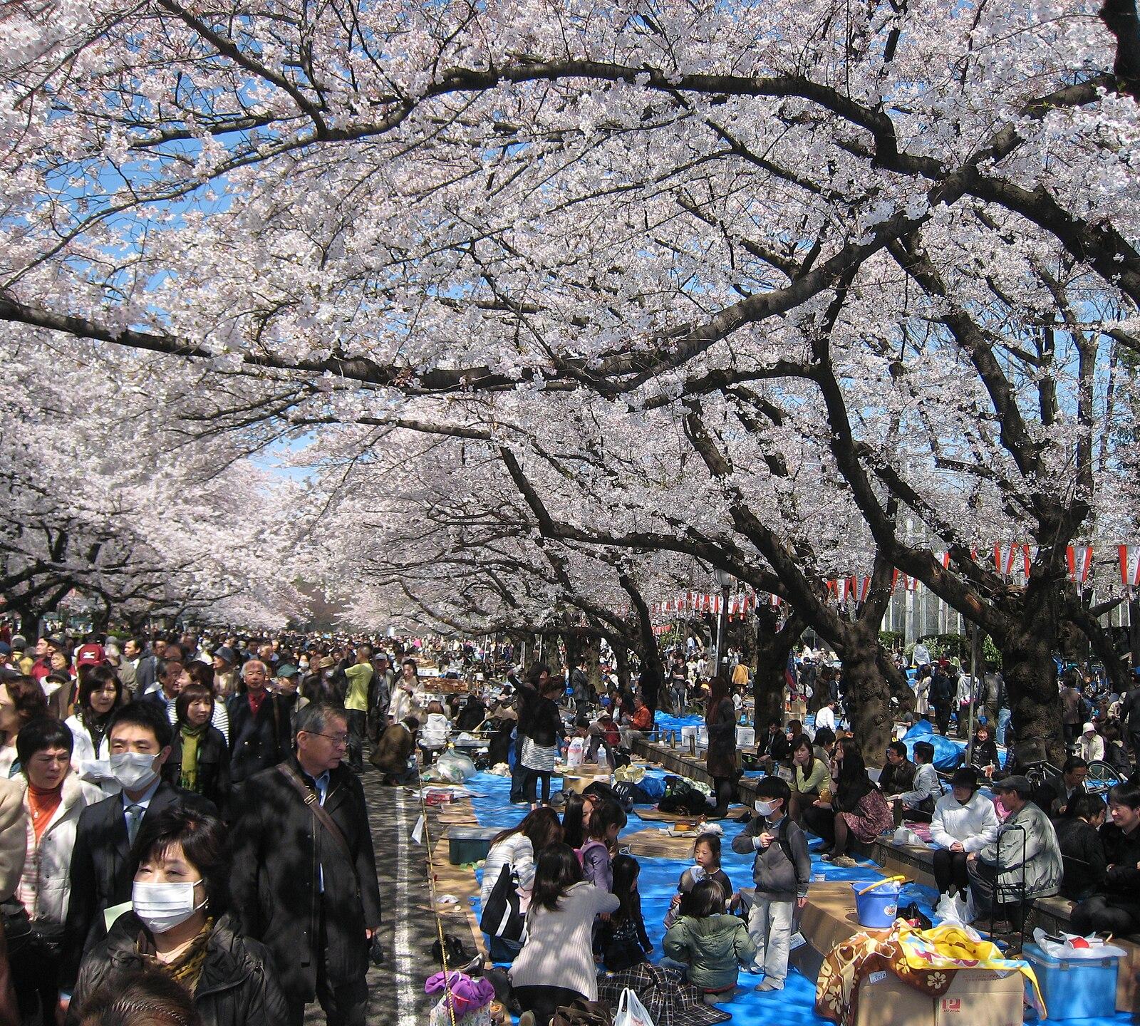 April 2009, hanami in Ueno Park 91288