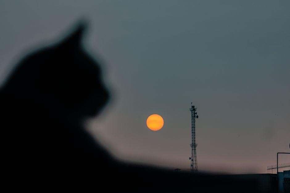 Silhouetted Cat and Telecommunications Tower on the Background of a Sunset