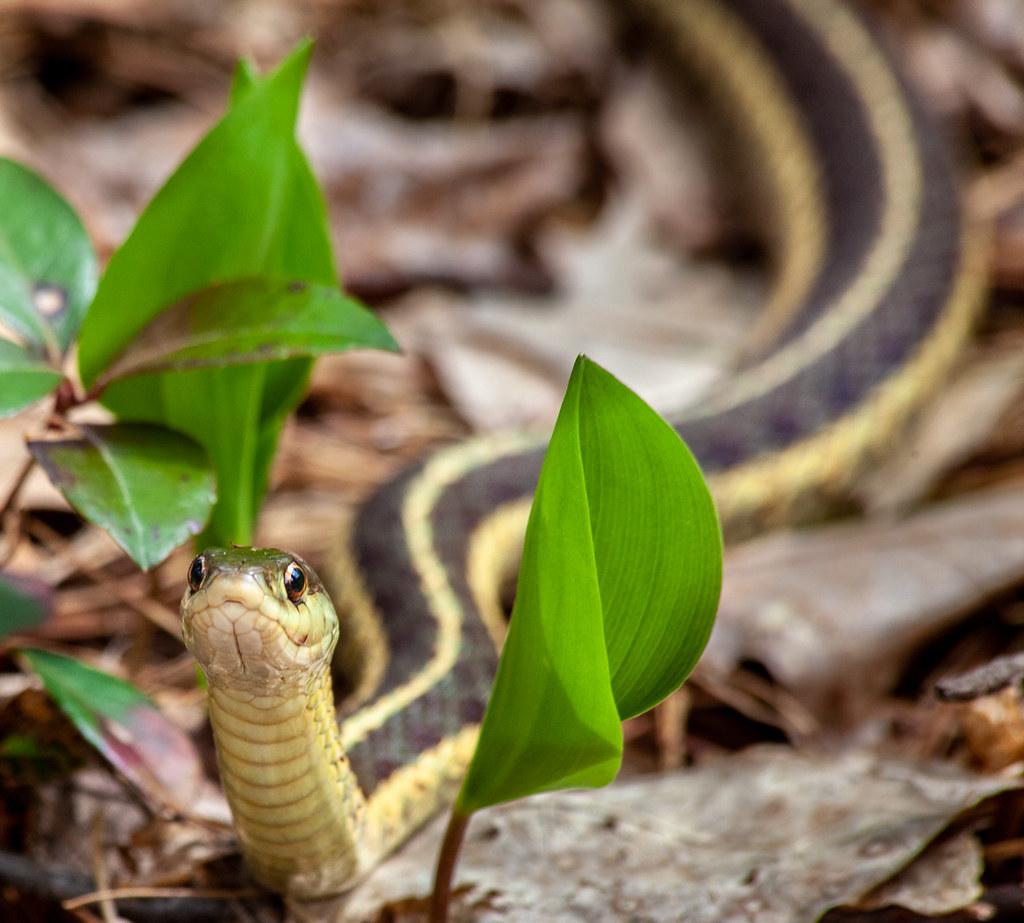 Brixton Recreation Centre Expands Athletic Facilities for Local Teams