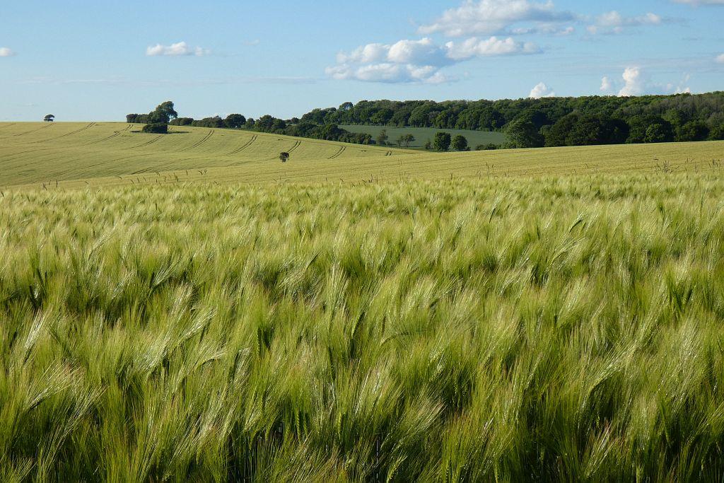 Farmland, Brixton Deverill geograph.org.uk 7195046