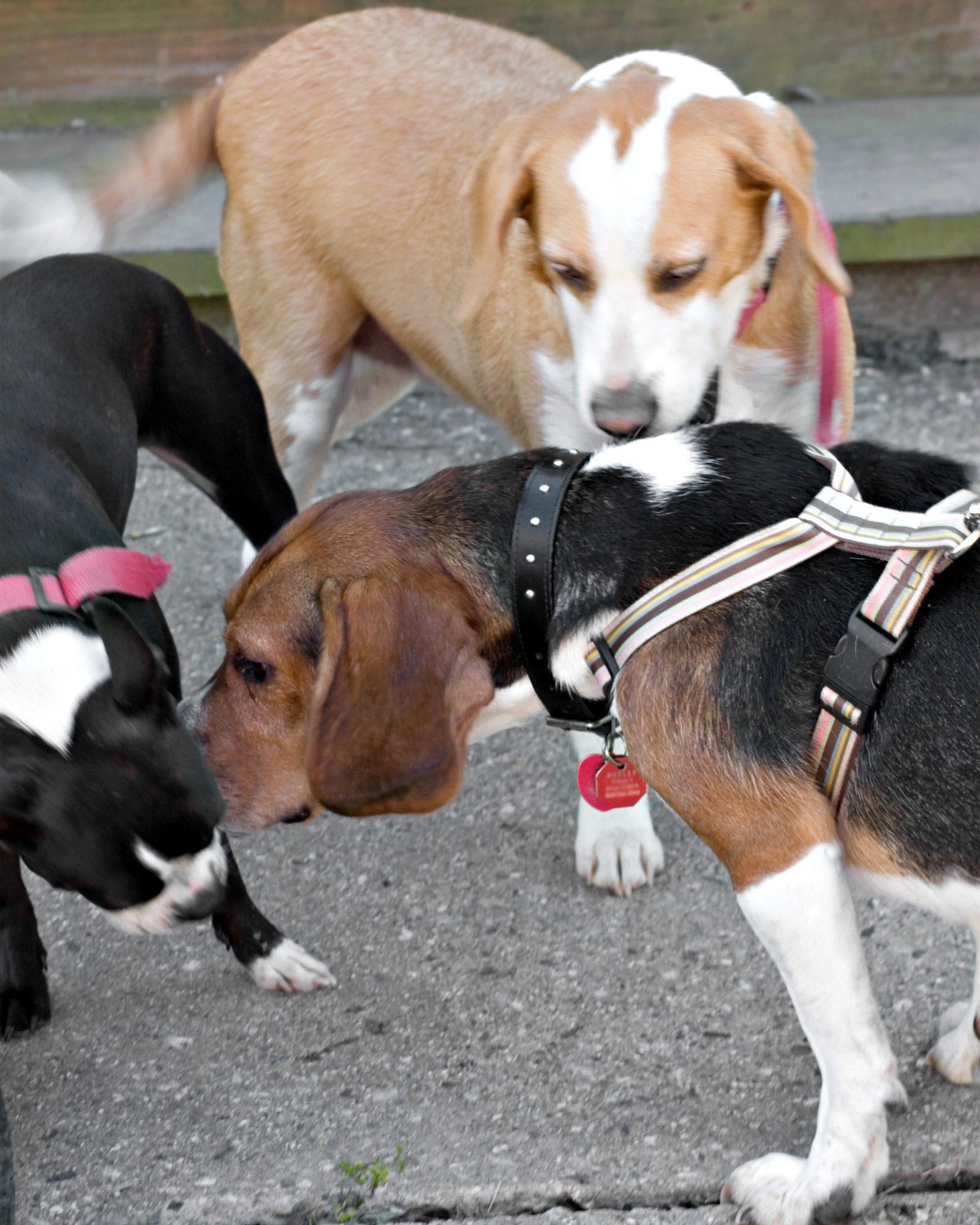 Islington Dog Owners: Navigate Local Pet Regulations and Responsibilities